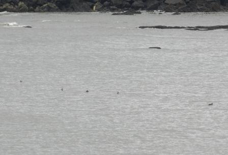 Negrones comunes en Luanco