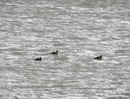 Negrones comunes en Luanco