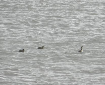 Negrones comunes en Luanco