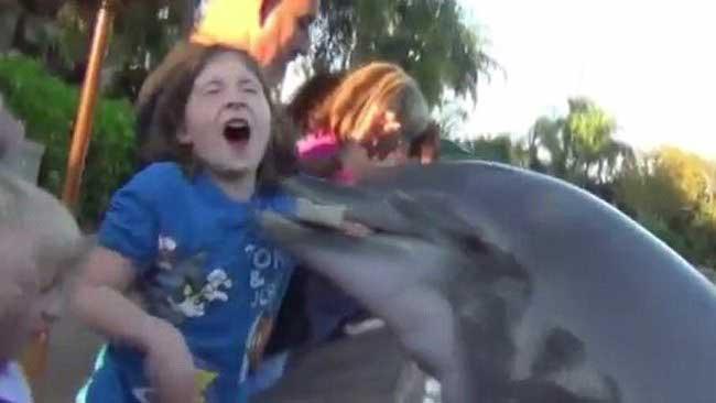 delfín muerde la mano de niña en SeaWorld