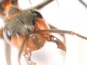 Reseña VOCES HORMIGAS publicada Crónicas Literarias