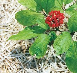 Los productos naturales, menos aún para el cáncer