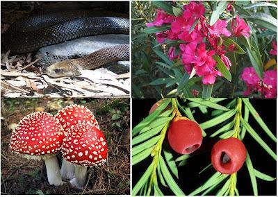 Los productos naturales, menos aún para el cáncer