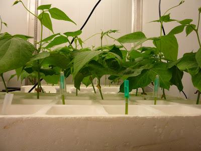 Atravesada por el agua. La cámara de Scholander