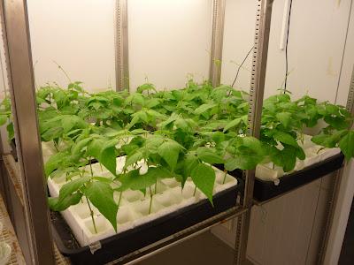 Atravesada por el agua. La cámara de Scholander