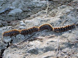 La última procesión La última procesión