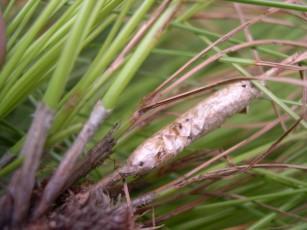 La última procesión La última procesión