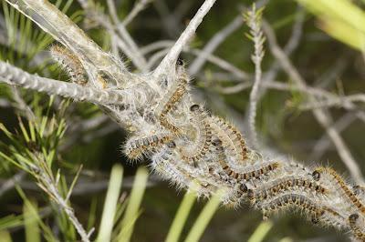 La última procesión La última procesión