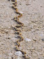 La última procesión La última procesión