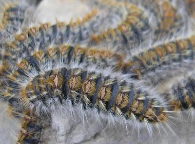 La última procesión La última procesión