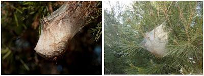 La última procesión La última procesión