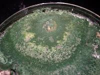 Hongos...buenos para los cultivos