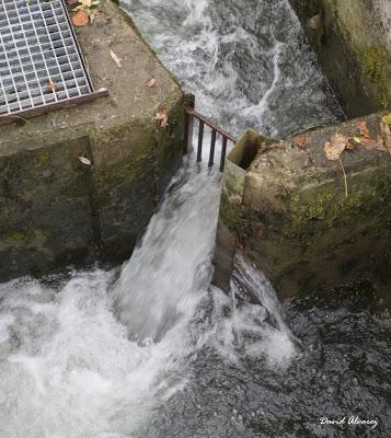 Escalas salmoneras: capturaderos de un millón de euros