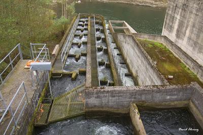 Escalas salmoneras: capturaderos de un millón de euros