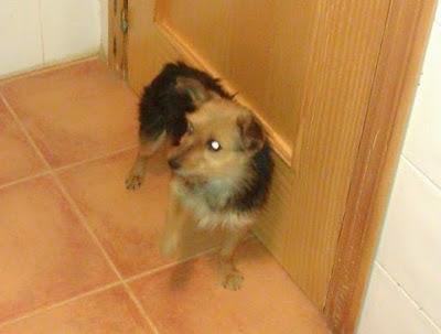 CRUCE DE YORKI DE 5 AÑOS ABANDONADA EN UN PUEBLO DE SEVILLA.