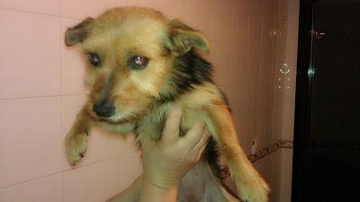 CRUCE DE YORKI DE 5 AÑOS ABANDONADA EN UN PUEBLO DE SEVILLA.