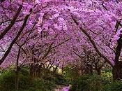 Fábula Princesa Malapena