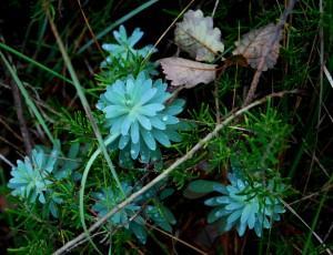 VIVIR LA VIDA, INTENSAMENTE (II)