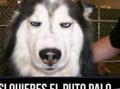 imaginais vuestro perro diga esto? para tengais claro…