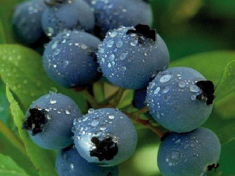 Extracto de arándano para la presión arterial alta?