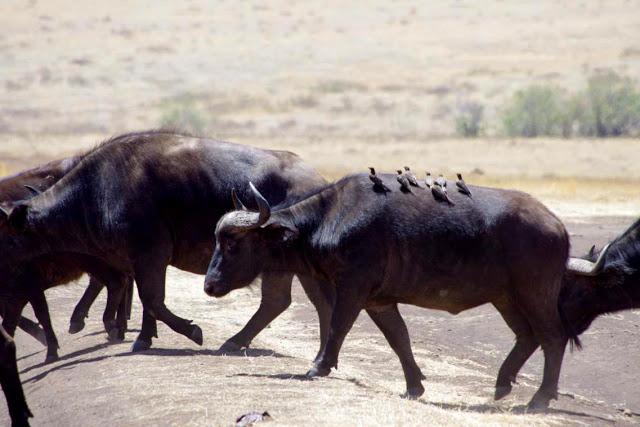 La extinción que dio paso a la vida