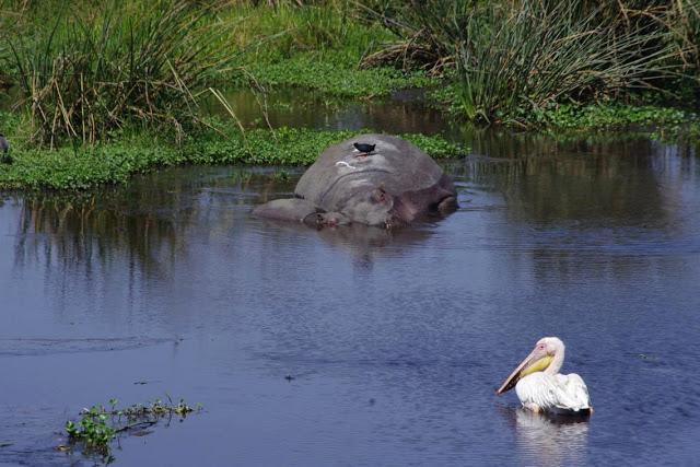 La extinción que dio paso a la vida