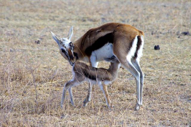 La extinción que dio paso a la vida