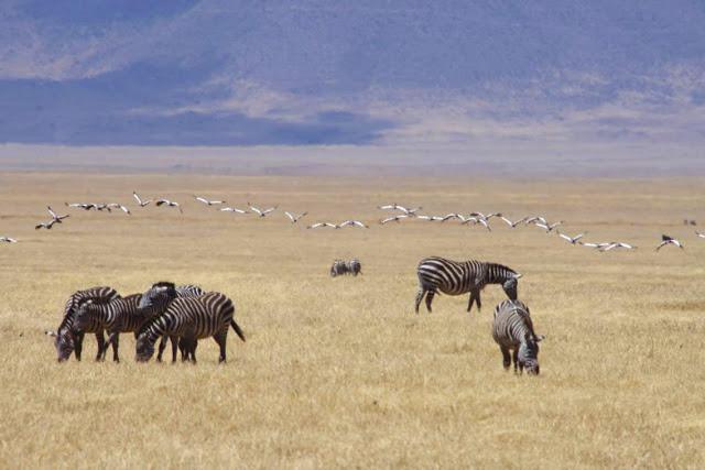 La extinción que dio paso a la vida