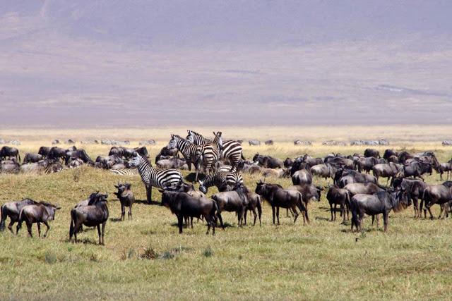 La extinción que dio paso a la vida