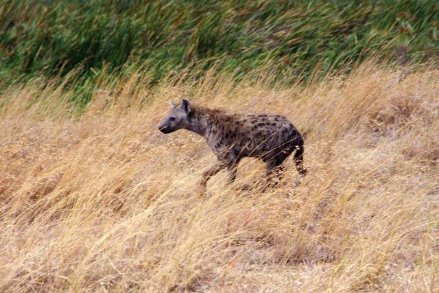 La extinción que dio paso a la vida