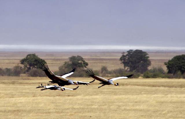 La extinción que dio paso a la vida