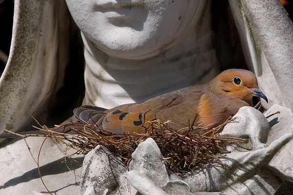 Sabias que hay Pájaros que usan colillas de cigarrillos en sus nidos para evitar parásitos ? – CURIOSIDADES