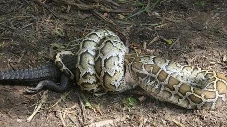 VIDEO – Una serpiente pitón se come a un cocodrilo vivo y entero – NOTICIAS DE MIEDO