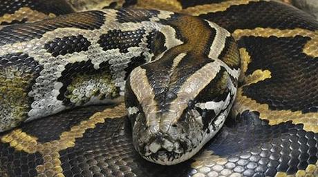 VIDEO – Una serpiente pitón se come a un cocodrilo vivo y entero – NOTICIAS DE MIEDO