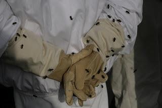 Ayudas a la Apicultura y asentamientos