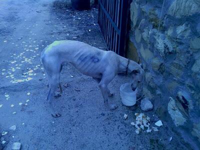 AYUDA!! GALGA HERIDA EN LA CALLE en muy mal estado. Lebrija (Andalucía)