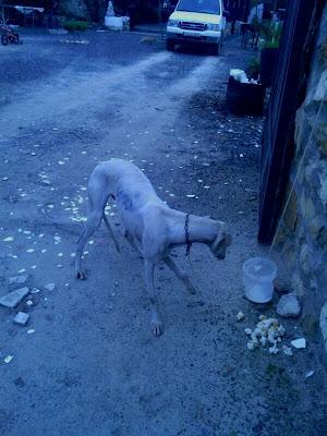 AYUDA!! GALGA HERIDA EN LA CALLE en muy mal estado. Lebrija (Andalucía)