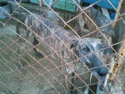 Necesitamos transportes solidarios para estos tres galgos galgos.