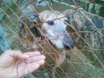 Necesitamos transportes solidarios para estos tres galgos galgos.