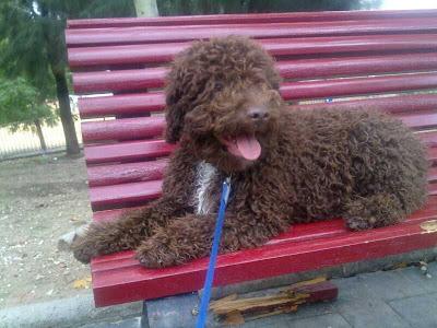 DRAGO, precioso cachorro puro de agua necesita urgente una buena familia.