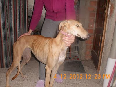 Galga Lola, deambulaba en la calle, ahora busca hogar.