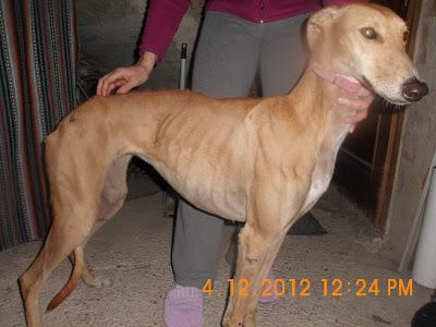 Galga Lola, deambulaba en la calle, ahora busca hogar.