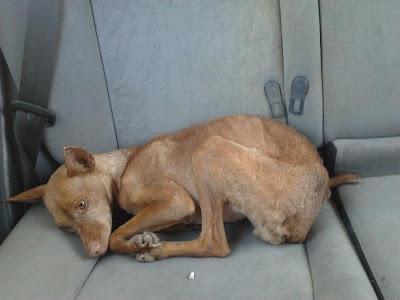 BUBA, podenquita desnutrida y atropellada. (Córdoba)