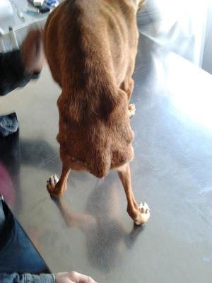 BUBA, podenquita desnutrida y atropellada. (Córdoba)