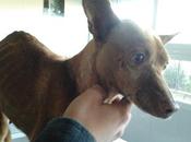 BUBA, podenquita desnutrida atropellada. (Córdoba)