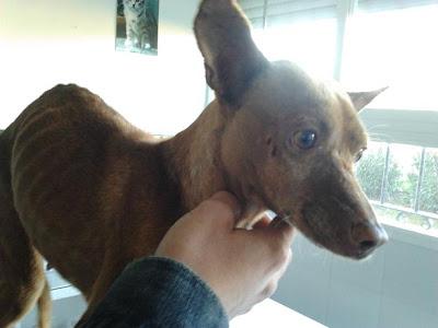 BUBA, podenquita desnutrida y atropellada. (Córdoba)