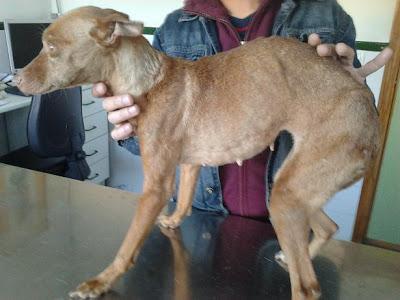 BUBA, podenquita desnutrida y atropellada. (Córdoba)