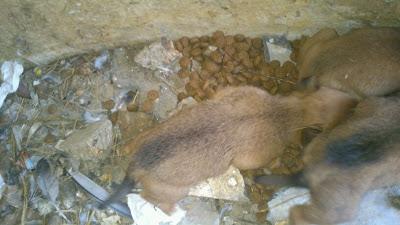 Cachorros desnutridos y mama en los huesos.