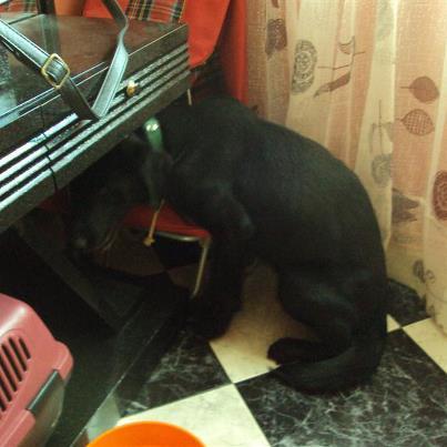 Foto: Ayer nos llego un caso de extrema urgencia y muy cruel.  Nos avisaron que un tipejo iba a pegar un tiro a su perro porque ya no lo queria. Parece ser que no andaba bien, tenia algun problema con las patitas y a veces no se podia levantar y claro ya no le servia para nada..  Dada la urgencia del caso y sin tener un sitio para él, pero confiando en que alguien nos ayudaria,, fuimos esta mañana a Toledo a recogerle.. El panorama que hemos tenido que tragarnos ha sido grande.  El tipo estaba alli con el perrito llamado Moro dentro del coche.. Vemos a un perro aterrado, con tanto panico que ya no cabe mas en su pobre cuerpecito. Sin levantar la mirada, sin atreverse a respirar por si recibia un golpe. Le pedimos que saque a Moro del coche y le coje del pellejo de una forma cruel y despiadada, como si se tratase de una bolsa de basura.  El tipejo al preguntarle si esta vacunado nos dice que no, le decimos que si le ha llevado a un veterinario cuando ha visto que en ocasiones no podia andar y nos dice que NO,, nosotras mordiendonos la lengua porque queriamos llevarnos a Moro lo antes posible y sacarle de alli..  Este animal ha sido muy maltratado tanto por el dueño que ha pasado de él, como por el otro engendro que le daba de comer y que ha debido de ser el que le ha molido a palos y al que hemos maldecido con todas nuestras fuerzas.  Moro ya esta a salvo, gracias a Angela que nos ha hecho el grandisimo favor de acogerle por unos dias, hasta que podamos llevarle a un neurologo para que vea si tiene alguna lesion importante o que le pasa en su columna que la tiene como hacia afuera en algunas partes.   He visto animales con mucho miedo pero este caso los ha superado con creces, esos ojitos de panico, de terror, de quererse meter en cualquier rinconcito para que nadie le vea y nadie pueda pegarle, nos ha afectado muchisimo a Yolanda y a mi...  Necesitaremos ayuda para él, tanto una casa de acogida indefinida, como seguramente ayuda para el tema de los gastos veterinarios. Hay que hacerle pruebas, analiticas porque no sabemos si tendra leishmania, dado que ha vivido solo en una finca y sin contacto con nadie ni ningun cuidado.. y sobre todo queremos que le vea un neurologo para ver su columna y que nos diga que le pasa. Por supuesto se subiran las facturas de todo todo lo que le hagan.  AQUI UN VIDEO QUE LE HEMOS HECHO YA EN SU CASA DE ACOGIDA.  http://www.youtube.com/watch?v=3B3qeivrIvY&feature=youtu.be  Esta en Madrid ahora mismo y el contacto somos Yolanda y yo  irina.animalessinhogar@gmail.com  luna_2113@hotmail.com