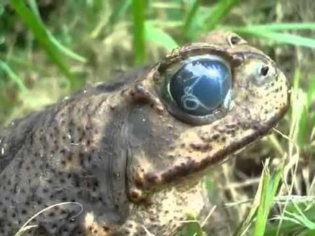 Increible: un sapo con un parasito en el ojo